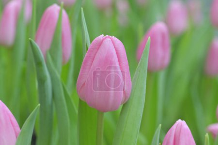 Téléchargez les photos : Gros plan de fleurs de tulipes roses douces fleurissant dans le jardin avec une douce lumière du soleil du matin sur un fond flou. - en image libre de droit