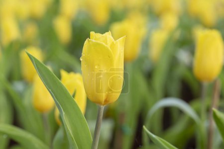 Téléchargez les photos : Gros plan de fleurs de tulipes jaunes avec des gouttelettes sur la rotule fleurit dans le jardin avec une douce lumière du soleil du matin sur un fond flou. - en image libre de droit