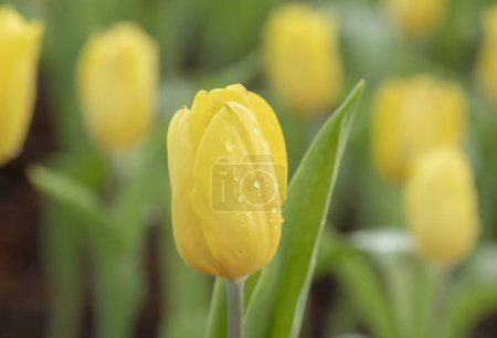 Téléchargez les photos : Gros plan de fleurs de tulipes jaunes avec des gouttelettes sur la rotule fleurit dans le jardin avec une douce lumière du soleil du matin sur un fond flou. - en image libre de droit