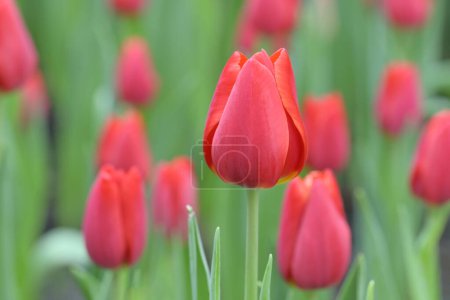 Téléchargez les photos : Gros plan de fleurs de tulipes rouges fleurissant dans le jardin avec une douce lumière du soleil du matin sur un fond flou. - en image libre de droit