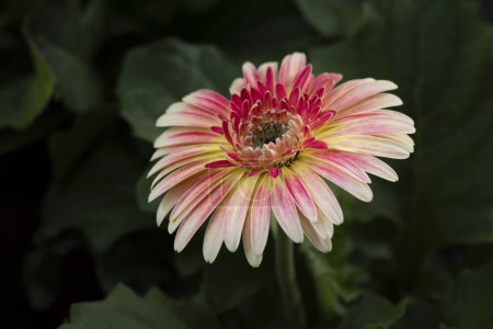 Nahaufnahme einer bunten Gerbera-Blume, die im Garten blüht, mit natürlichem sanftem Sonnenlicht auf dunkelgrünem Hintergrund und Vignettierung. 