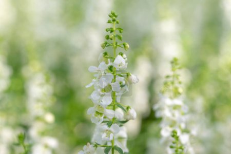 Téléchargez les photos : Fond floral de fleurs d'Angelonia blanches fleurissant avec la lumière douce naturelle du soleil dans le jardin sur un fond flou. - en image libre de droit