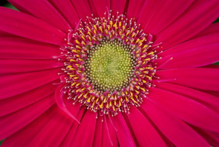Close-up of a vivid red Gerbera flower with yellow pollen blooming in the garden with natural soft sunlight for a background.