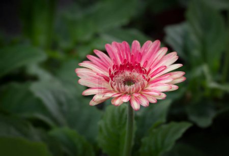 Close-up of a colorful Gerbera flower blooming in the garden with natural soft sunlight on a dark green background and vignetted. 