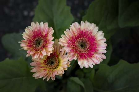 Primer plano de flores Gerbera coloridas que florecen en el jardín con luz natural suave sobre un fondo verde oscuro y vignetted. 