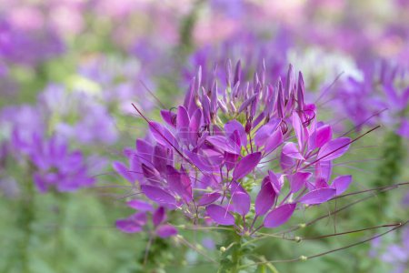 Téléchargez les photos : Fond floral de fleurs d'araignée rose-violet doux (fleurs Cleome) fleurissant dans le jardin avec lumière naturelle du soleil doux sur un fond flou. - en image libre de droit