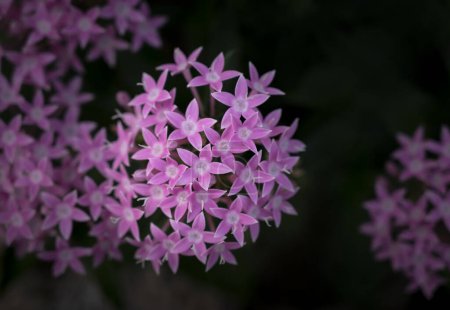 Großaufnahme von pinkfarbenen Pentas-Blüten, die in natürlichem, sanftem Sonnenlicht auf dunklem Hintergrund blühen.