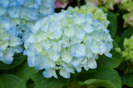 Close-up of blue-yellow Hydrangea flowers blooming in the garden with natural soft sunlight. The ornamental flowers for decorating in the garden.