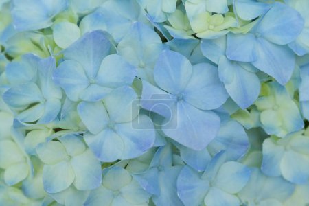 Blumiger Hintergrund aus blaugelben Hortensienblüten, die im Garten mit natürlichem sanftem Sonnenlicht blühen. Die Zierblumen zur Dekoration im Garten.