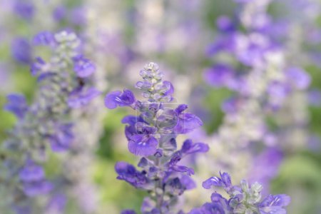 Téléchargez les photos : Fond floral de fleurs d'Angelonia bleu fleurissant avec la lumière douce naturelle du soleil dans le jardin sur un fond flou. - en image libre de droit