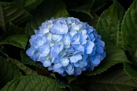 Téléchargez les photos : Gros plan de fleurs bleues d'hortensia fleurissant dans le jardin sur un fond vert foncé. Les fleurs ornementales pour la décoration dans le jardin. - en image libre de droit
