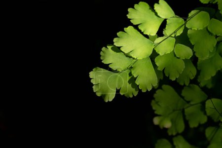 Close-up of Adiantum plants, black stalk fern leaf in the natural under sunlight illuminating in a garden on a dark background and free space for text.