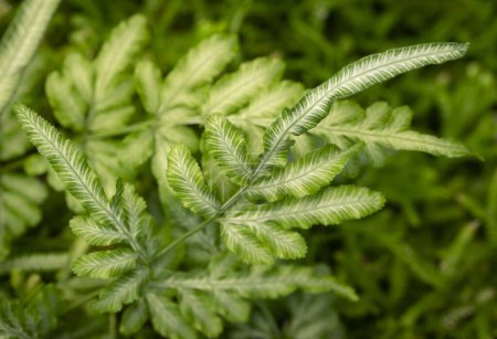Natural background of green fern leaves, Pteris ensiformis with natural light in the tropical garden.