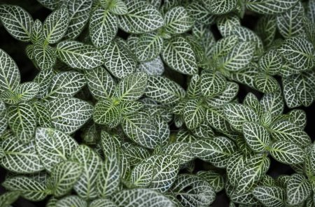Natürlicher Hintergrund von Fittonia albivenis Pflanzen mit natürlichem Licht im tropischen Garten. Dunkelgrüne Blätter mit weißen Linien.