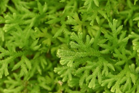 Natural background of small green fern leaves (Selaginella Fern) with natural light in the tropical garden.