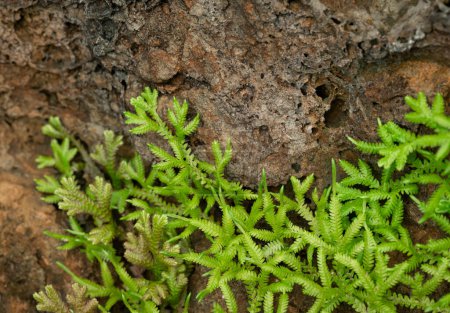 Natural background of small green fern leaves (Selaginella Fern) on the rock with natural light in the tropical garden.