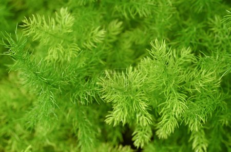 Photo for Close-up of Asparagus Densiflorus, Asparagus fern plants. Natural background of small green leaves in the tropical garden. ornamental and ground cover plants for decorating in the garden. - Royalty Free Image