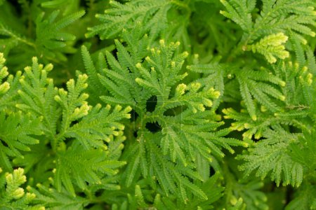 Natural background of small green fern leaves (Selaginella Fern) with natural light in the tropical garden.
