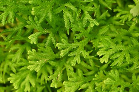 Téléchargez les photos : Fond naturel de petites feuilles de fougère verte (fougère Selaginella) avec lumière naturelle dans le jardin tropical. - en image libre de droit