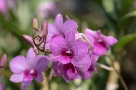 Téléchargez les photos : Gros plan de fleurs d'orchidée de Dendrobium blanc-violet fleurissant dans le jardin tropical avec la lumière du soleil sur un fond vert flou. - en image libre de droit