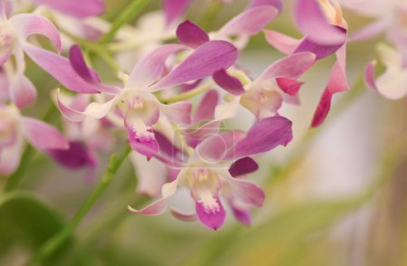 Close-up of soft purple-white Dendrobium orchid flowers blooming in the tropical garden on a blurred green background.