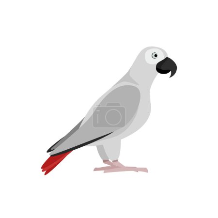 Foto de Illustration of a gray parrot with red feathers in its tail side view - Imagen libre de derechos