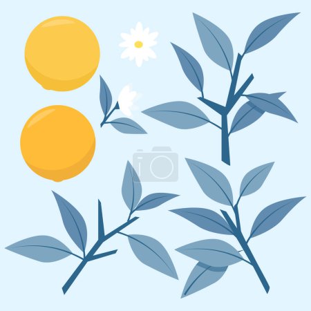 Foto de Conjunto de jugosa naranja plana con ramas y hojas azules - Imagen libre de derechos