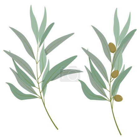 Foto de Conjunto de dos ramas de olivo diferentes - Imagen libre de derechos
