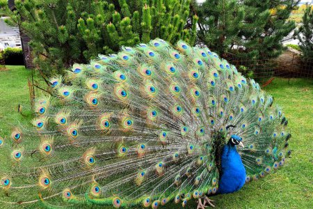 Téléchargez les photos : Bleu beau paon étalé son parc de queue, zoo. Fond de plume de paon. Promenades nature en été et au printemps - en image libre de droit