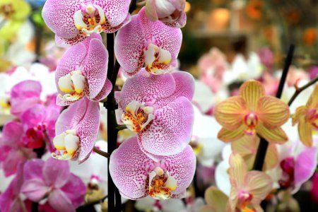 Photo for Phalaenopsis Orchid pink flowers in store. Potted orchidea. Many flowering plants, nature floral background. Beautiful flowers at greenhouse. Flower shop, market. - Royalty Free Image