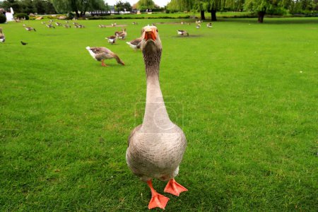 Photo for Beautiful perigord geese walk on green lawn in summer on goose farm. Gray geese, French foie meat delicacy, poultry on the farm in village. Waterfowl huntin - Royalty Free Image