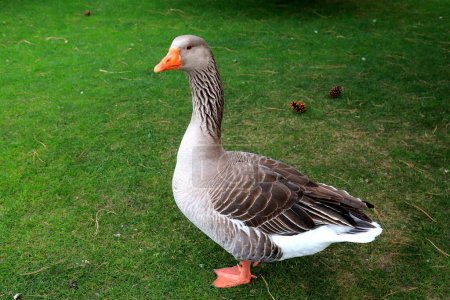 Photo for Beautiful gray geese, perigord walk in summer on goose farm, duck meat, French foie gras delicacy, poultry on the farm in village. Waterfowl hunting - Royalty Free Image