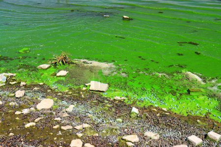 Foto de La contaminación del agua por el florecimiento de las algas azul-verdes es un problema mundial ambiental. Cuerpos de agua, ríos y lagos con flores de algas dañinas. Concepto ecológico de naturaleza contaminada. Día de la Tierra - Imagen libre de derechos