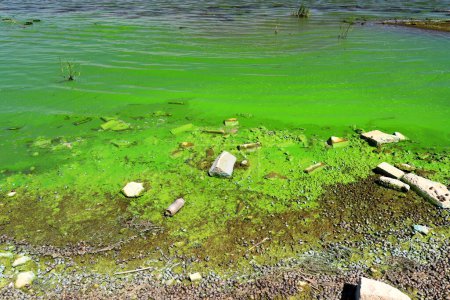 La contaminación del agua por el florecimiento de las algas verdes azules es un problema ambiental mundial. Cuerpos de agua, ríos y lagos con flores de algas dañinas. Ecología, naturaleza contaminada.