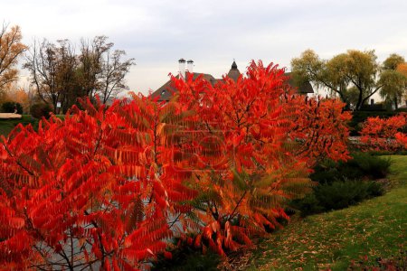 Téléchargez les photos : Branche d'arbre de Sumac avec des feuilles jaunes rouges le jour d'automne. Sumah est bel arbre ornemental ou buisson avec des feuilles rouges à l'automne. Décoration de jardin - en image libre de droit