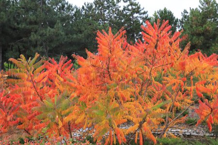 Téléchargez les photos : Branche d'arbre de Sumac avec des feuilles jaunes rouges le jour d'automne. Sumah est bel arbre ornemental ou buisson avec des feuilles rouges à l'automne. Décoration de jardin - en image libre de droit