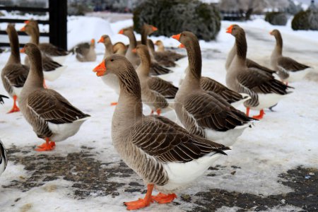 Photo for Plump Perigord geese with red beaks walk around the farm in winter. Goose Farm, gray geese, fattened duck, waterfowl, poultry. Gourmet food, foie gras. - Royalty Free Image