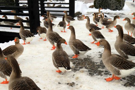 Photo for Plump Perigord geese with red beaks walk around the farm in winter. Goose Farm, gray geese, fattened duck, waterfowl, poultry. Gourmet food, foie gras. - Royalty Free Image