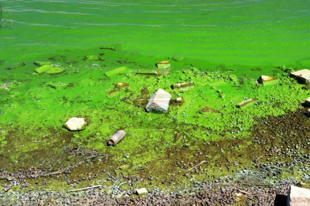 Foto de La contaminación del agua por el florecimiento de las algas verdes azules es un problema ambiental mundial. Cuerpos de agua, ríos y lagos con flores de algas. Ecología, naturaleza contaminada. - Imagen libre de derechos