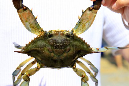 Téléchargez les photos : Un homme tient un grand crabe bleu, Callinectes sapidus, avec de grandes griffes. Pêche au crabe, spécialités de fruits de mer, nourriture délicieuse. - en image libre de droit