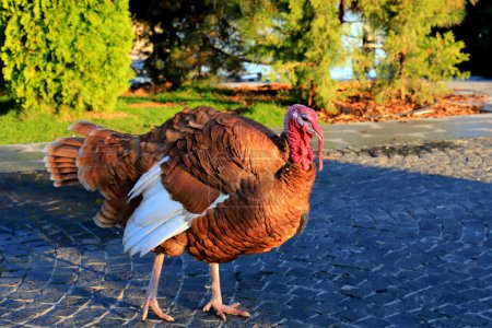 Photo for A beautiful orange turkey walks on farm, park, zoo. Fattened brown Tomturkey, turkeycock, Bird Thanksgiving - Royalty Free Image