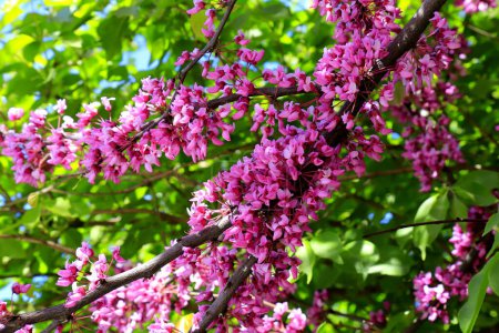 Cercis arbre fleurit dans le jardin de printemps. Belle écarlate, bourgeons rouges. Judas, Délicates fleurs roses du petit Cercis siliquastrum. Fond rose