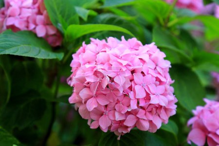 Picturesque beautiful delicate pink hydrangea flower blooms against a background of green leaves in spring. Blooming hortensia in the summer garden, floral background. Garden ornamental plants