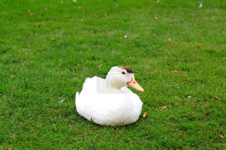 Die weiße Peking-Ente sitzt im Frühling, Sommer auf einem grünen Rasen. Schöne Ente gemästet