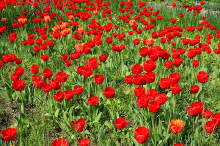 Flowers red tulips blooming on background of flowers in field of tulips, close-up, cultivation for sale