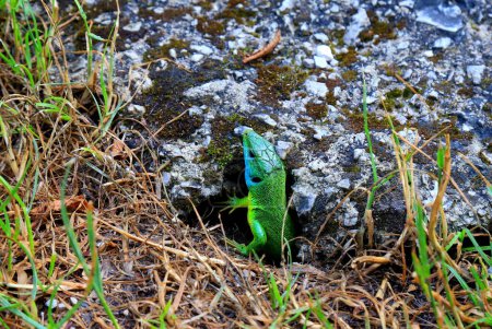 Téléchargez les photos : Un lézard vert sort d'un vison dans la nature dans les montagnes du Monténégro - en image libre de droit