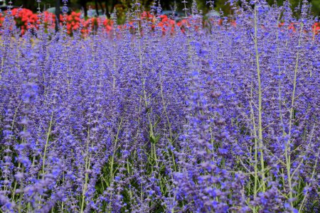 Beautiful lavender flowers bloom in the garden in summer, Nature lavender background, perfumery. Bushes of lavender purple aromatic flowers