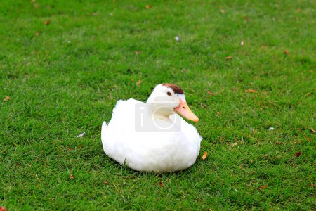 Peking white duck sits on a green lawn in spring, summer. Fattened beautiful duck