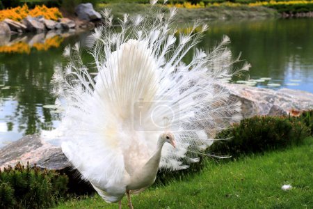 Gorgeous young peacock spreads its tail on green grass. White peacock dances marriage dance, shows feather in park, zoo, farm