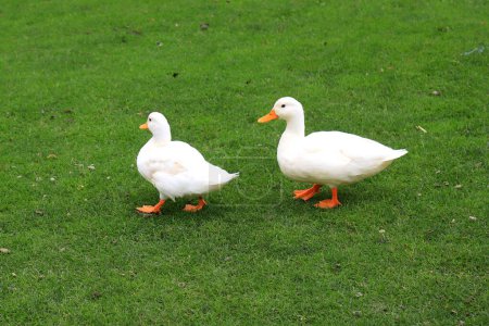 A family of fluffy Peking white ducks walk on green lawn in spring, summer. Ducklings, meat duck, poultry on farm in village. Waterfowl, delicacy food, hunting